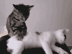 r.gif