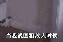 11.gif