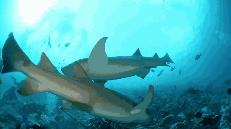 【定稿有图】现实版《大白鲨》即将出发，海底实时直播“鲨口”脱险！778.png.png