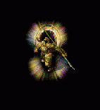 图片3.gif